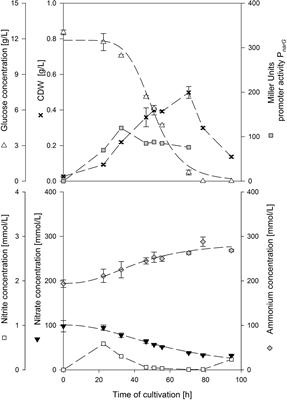 Towards the Anaerobic Production of Surfactin Using Bacillus subtilis